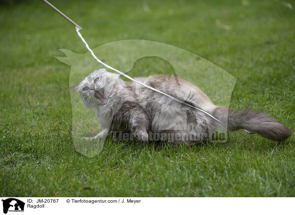 Ragdoll / Ragdoll / JM-20767