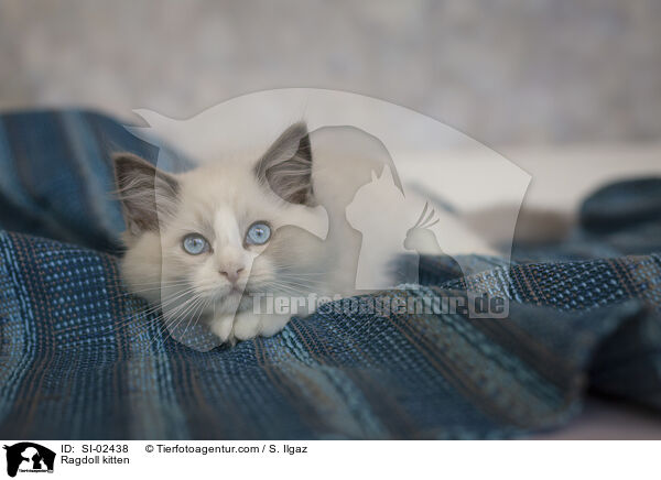 Ragdoll Ktzchen / Ragdoll kitten / SI-02438