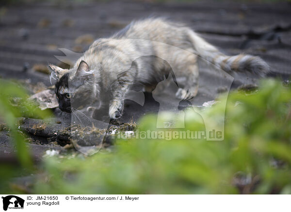 junge Ragdoll / young Ragdoll / JM-21650