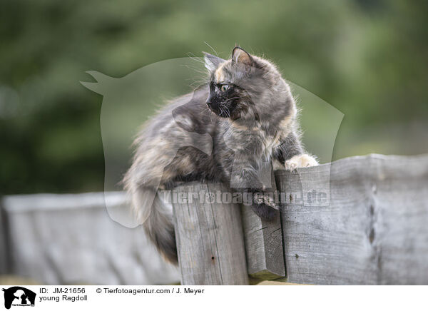 junge Ragdoll / young Ragdoll / JM-21656