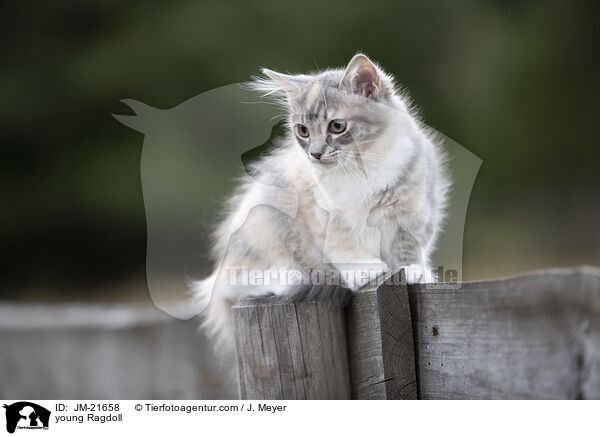 junge Ragdoll / young Ragdoll / JM-21658