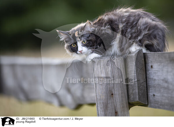 young Ragdoll / JM-21660
