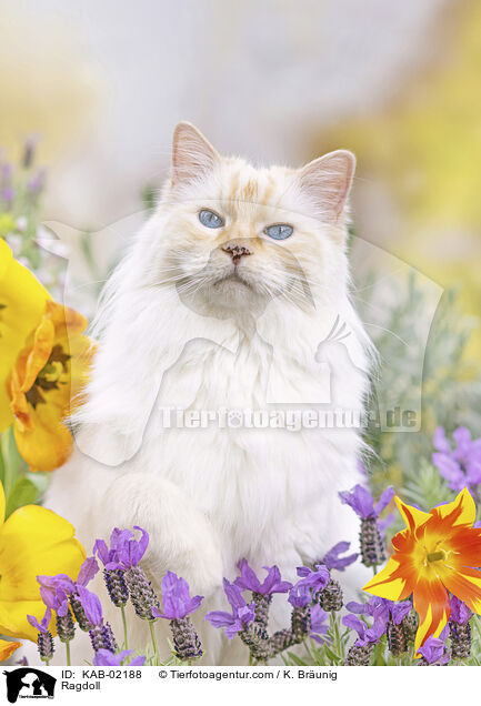 Ragdoll / Ragdoll / KAB-02188