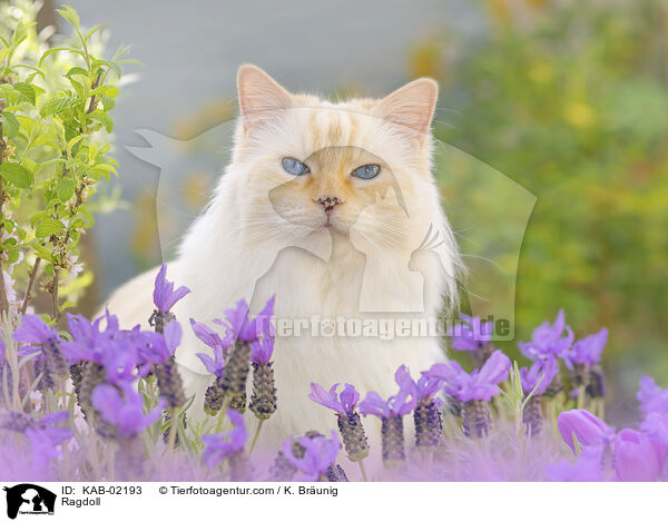 Ragdoll / Ragdoll / KAB-02193