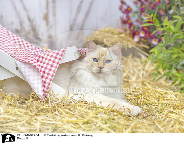 Ragdoll / Ragdoll / KAB-02204