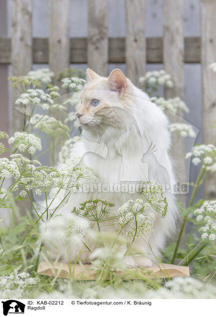 Ragdoll / Ragdoll / KAB-02212
