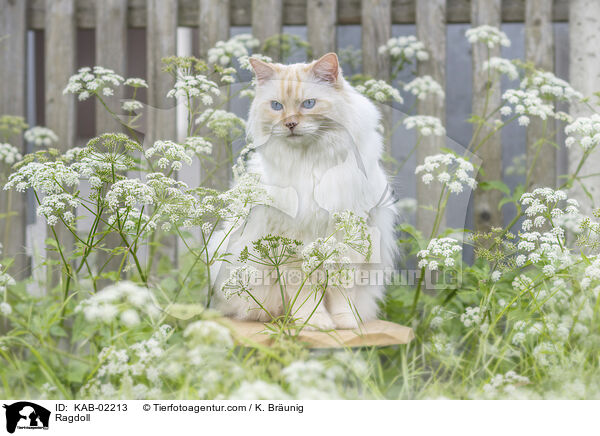 Ragdoll / Ragdoll / KAB-02213