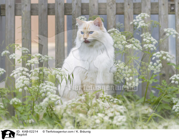 Ragdoll / Ragdoll / KAB-02214