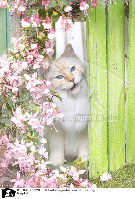 Ragdoll / Ragdoll / KAB-02220