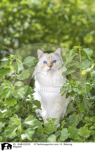 Ragdoll / Ragdoll / KAB-02235