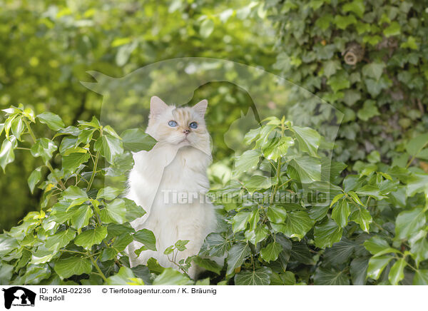 Ragdoll / Ragdoll / KAB-02236