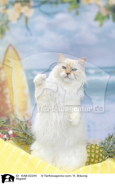 Ragdoll / Ragdoll / KAB-02244
