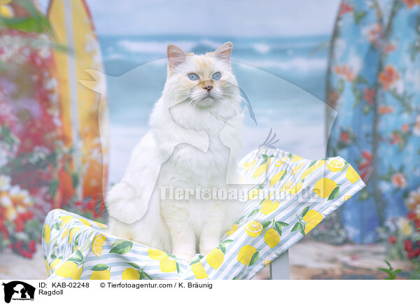 Ragdoll / Ragdoll / KAB-02248