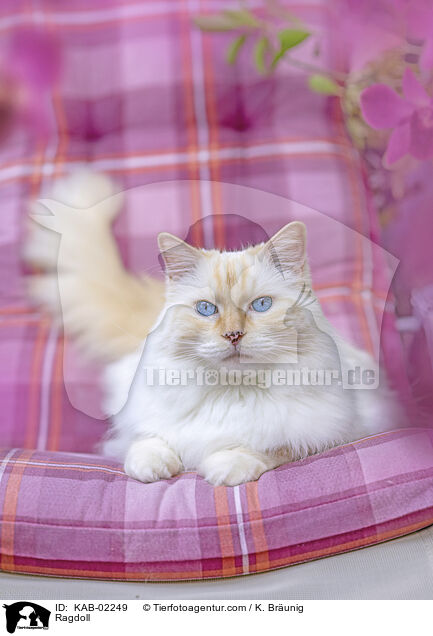 Ragdoll / Ragdoll / KAB-02249