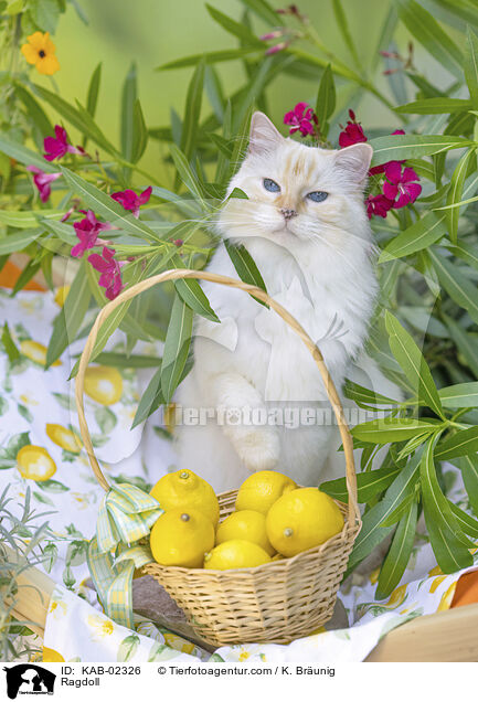 Ragdoll / Ragdoll / KAB-02326