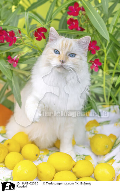 Ragdoll / Ragdoll / KAB-02335