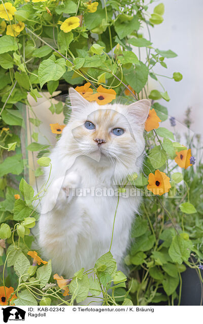 Ragdoll / Ragdoll / KAB-02342