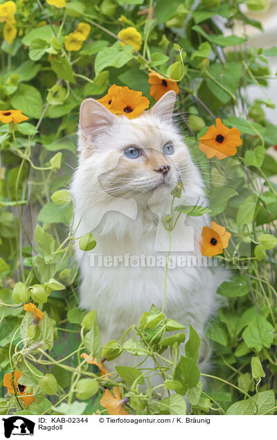 Ragdoll / Ragdoll / KAB-02344