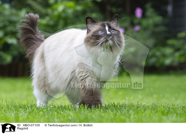 Ragdoll / Ragdoll / HBO-07105