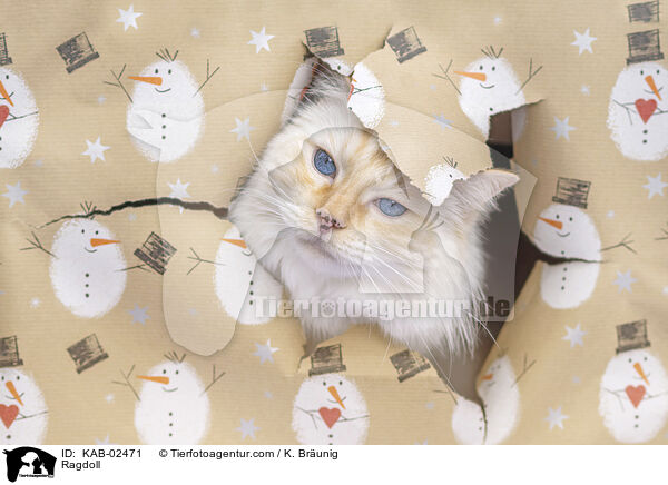 Ragdoll / Ragdoll / KAB-02471