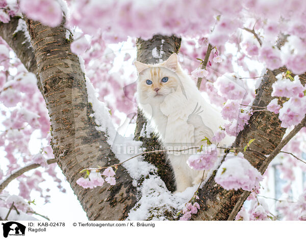 Ragdoll / Ragdoll / KAB-02478