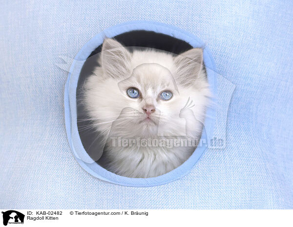 Ragdoll Ktzchen / Ragdoll Kitten / KAB-02482