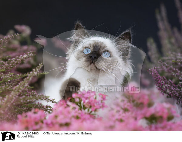 Ragdoll Ktzchen / Ragdoll Kitten / KAB-02483