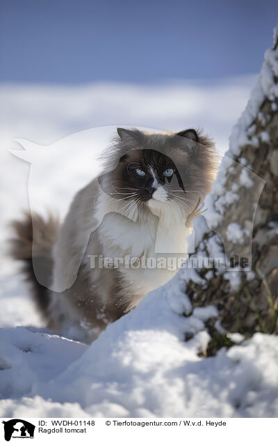 Ragdoll Kater / Ragdoll tomcat / WVDH-01148