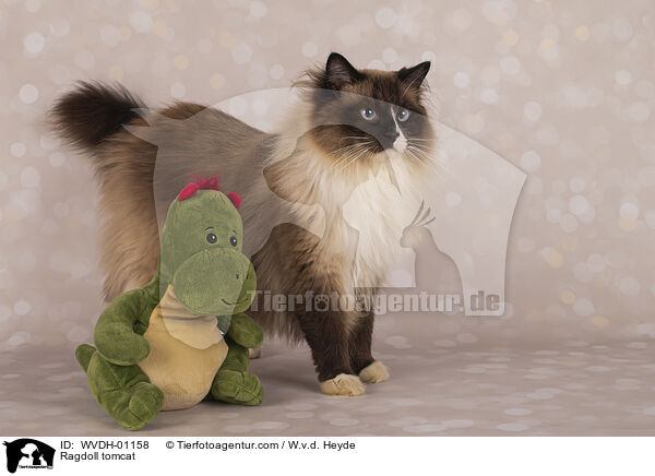 Ragdoll Kater / Ragdoll tomcat / WVDH-01158