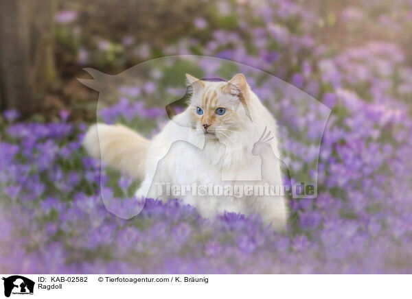 Ragdoll / Ragdoll / KAB-02582