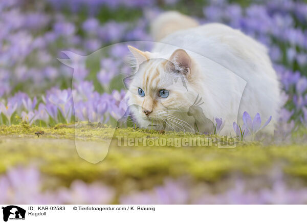 Ragdoll / Ragdoll / KAB-02583