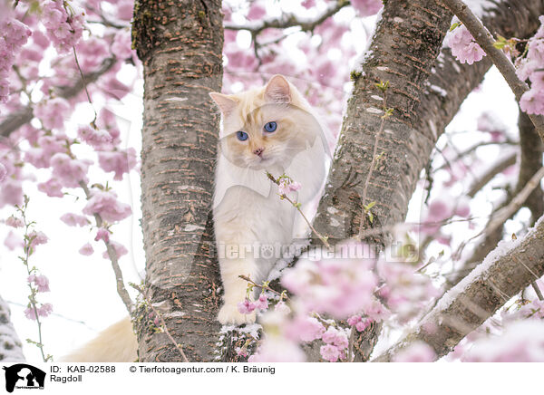 Ragdoll / Ragdoll / KAB-02588