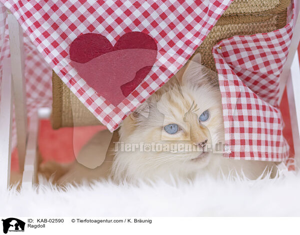 Ragdoll / Ragdoll / KAB-02590