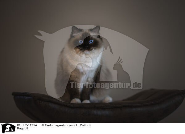 Ragdoll / Ragdoll / LP-01354
