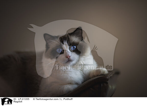 Ragdoll / Ragdoll / LP-01355