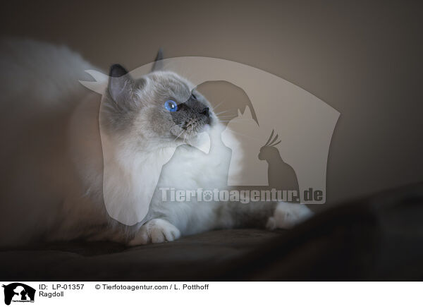 Ragdoll / Ragdoll / LP-01357