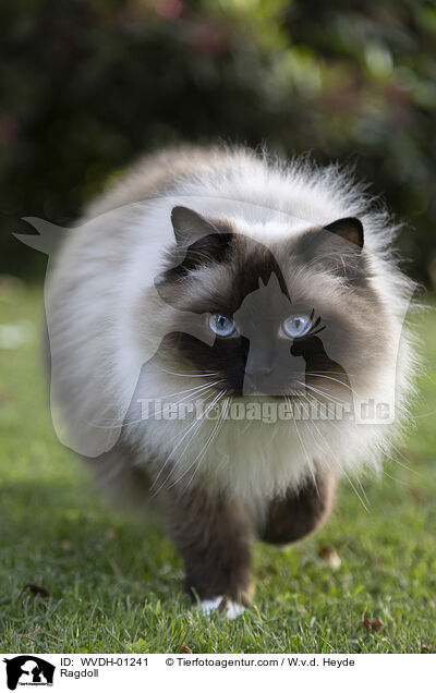 Ragdoll / Ragdoll / WVDH-01241
