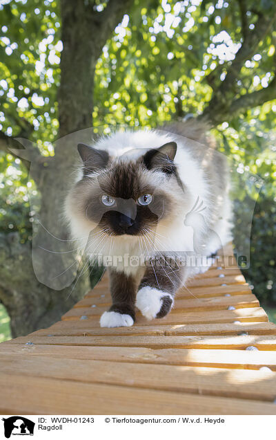 Ragdoll / Ragdoll / WVDH-01243