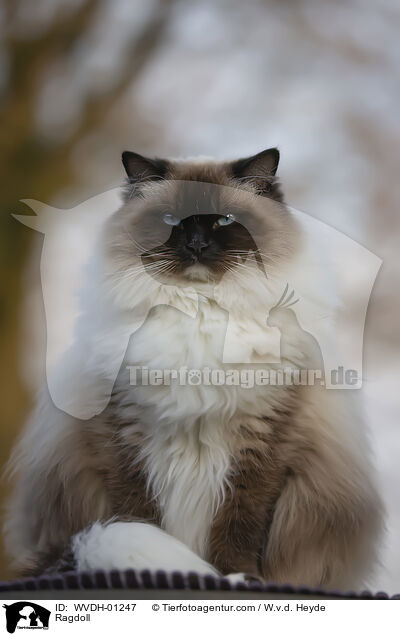 Ragdoll / Ragdoll / WVDH-01247
