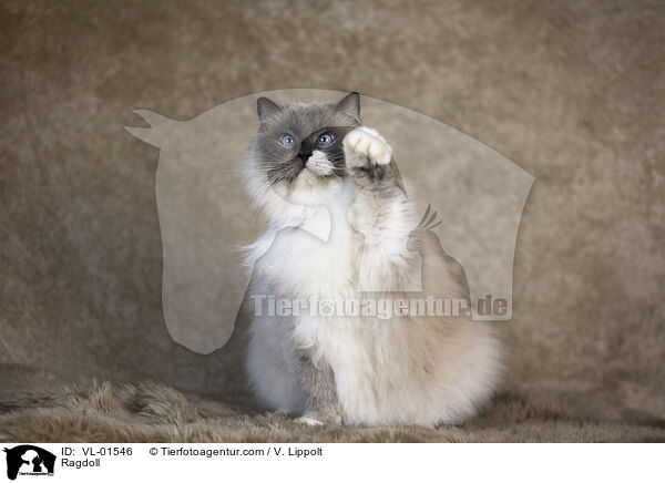 Ragdoll / Ragdoll / VL-01546