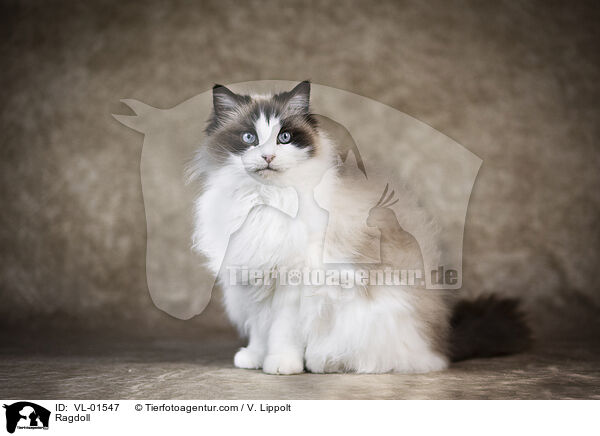 Ragdoll / Ragdoll / VL-01547