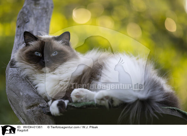 Ragdoll / Ragdoll / WVDH-01361