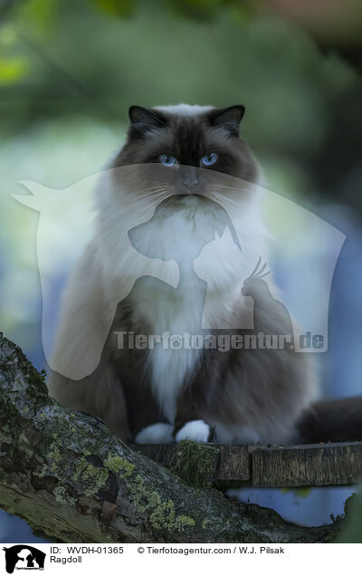 Ragdoll / Ragdoll / WVDH-01365