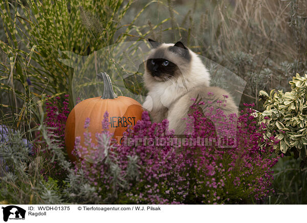 Ragdoll / Ragdoll / WVDH-01375