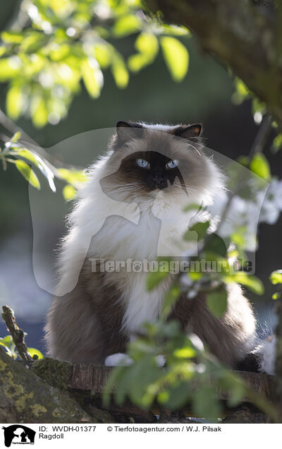 Ragdoll / Ragdoll / WVDH-01377