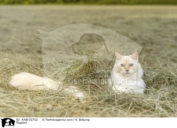 Ragdoll / Ragdoll / KAB-02702
