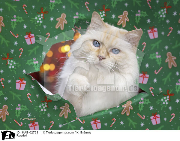 Ragdoll / Ragdoll / KAB-02723