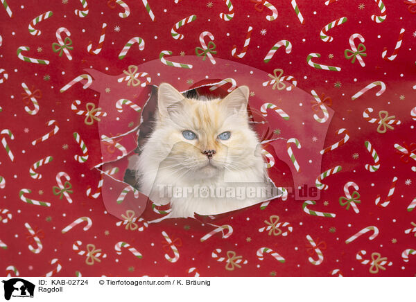 Ragdoll / Ragdoll / KAB-02724