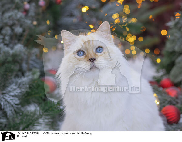 Ragdoll / Ragdoll / KAB-02728