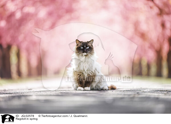 Ragdoll im Fr�hling / Ragdoll in spring / JQ-02578